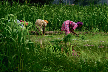 agriculture